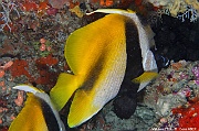 Heniochus monoceros-Maldives Hoholha Thila-24m-20240424-da-DSC_6465_tn